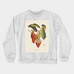 Cacao Tree Antique Botanical Illustration Crewneck Sweatshirt